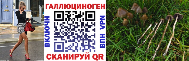 Псилоцибиновые грибы Psilocybe Сокол