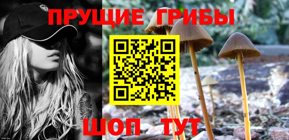 Псилоцибиновые грибы мицелий Сокол